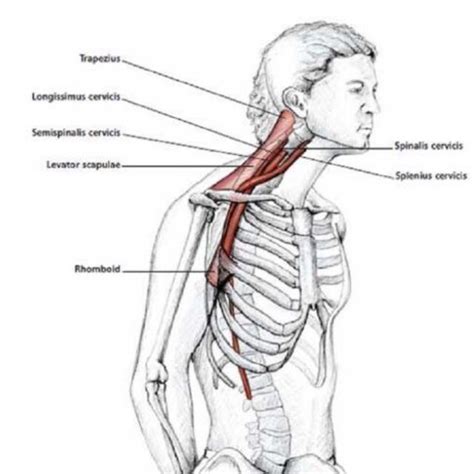 Bildergebnis für Protraction Muscles