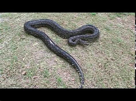 Rock Python Strike に対する画像結果