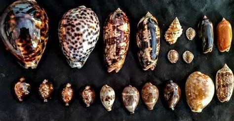 Image result for Most Rare Sea Shells