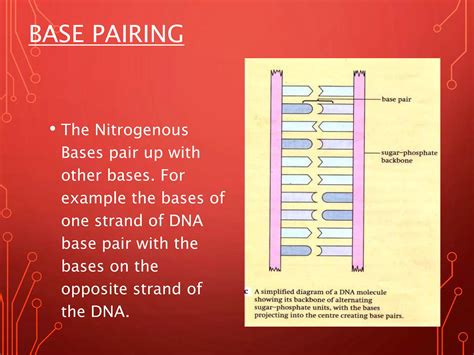 Image result for DNA Grade 12