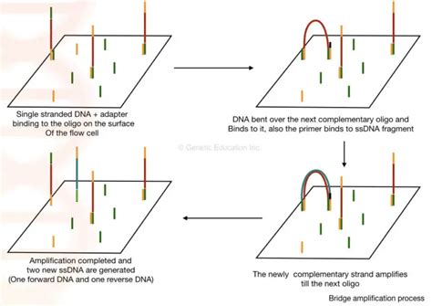 DNA Sequencing Steps に対する画像結果