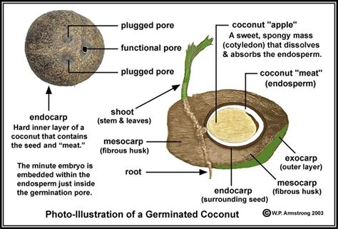 Image result for Coconut Tree Root System