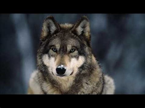 Image result for Wolves Howling Audio