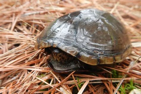 Image result for Piece of Turtle Shell