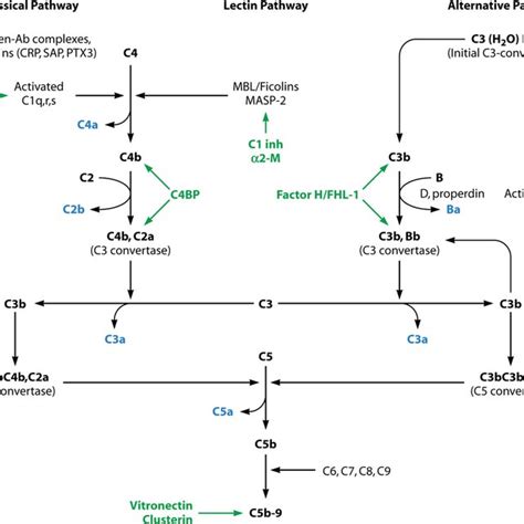 Image result for Complement Cascade Factor H