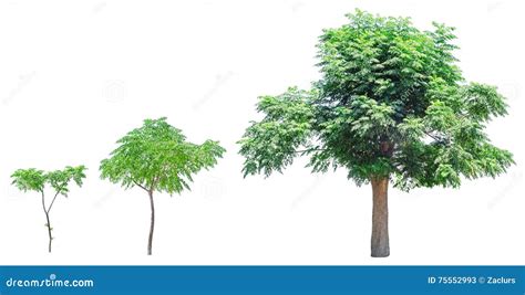 Stages of Tree Growth に対する画像結果