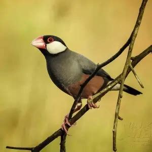 Java Sparrow Tree に対する画像結果