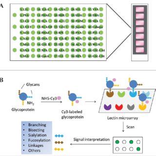 Image result for Cy3 Reaction in Lectin Array