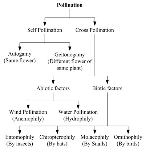 Afbeeldingsresultaten voor Flow Chart On Pollination and Agents Class 7