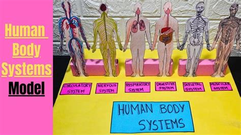Image result for Science Project Human Body Systems