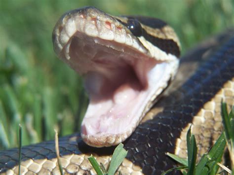 Image result for Teeth Ball Python