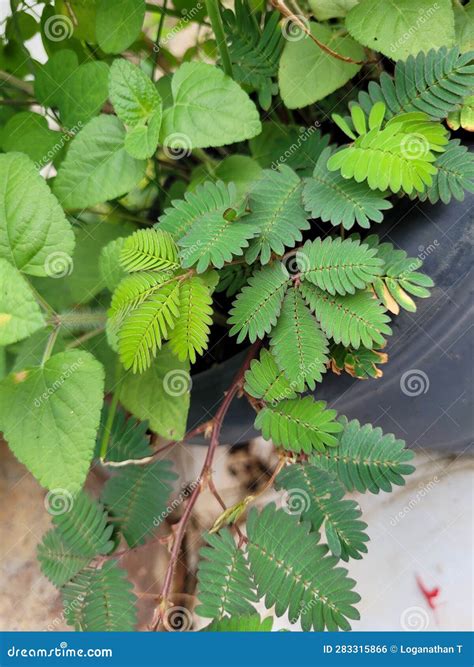 Image result for The Touch Me Not Plant in the Bahamas