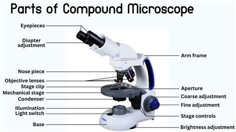 Image result for Compound Microscope Stage