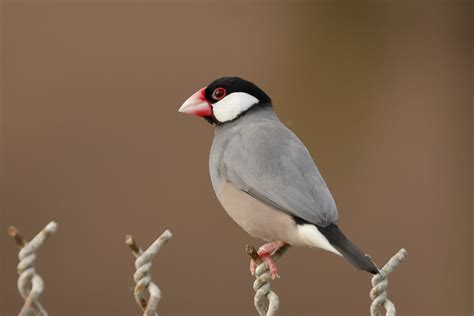 Image result for Java Sparrow Animal
