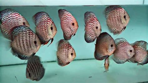 Toradh íomhá ar Breeding Pair Discus Fish