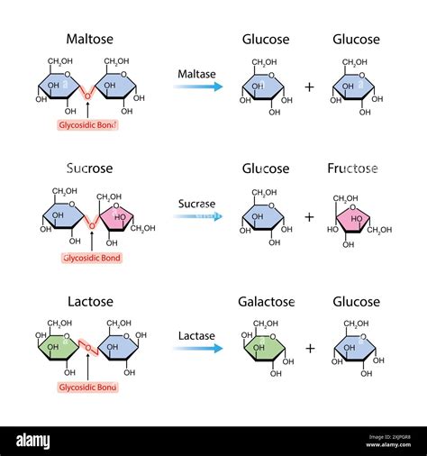 Afbeeldingsresultaten voor Sucrase Enzyme Structure