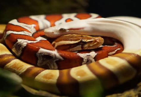 Image result for PRT City Python's Corn Snake