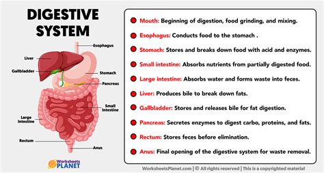 Digestive System Basic Diagram Answer Key에 대한 이미지 결과