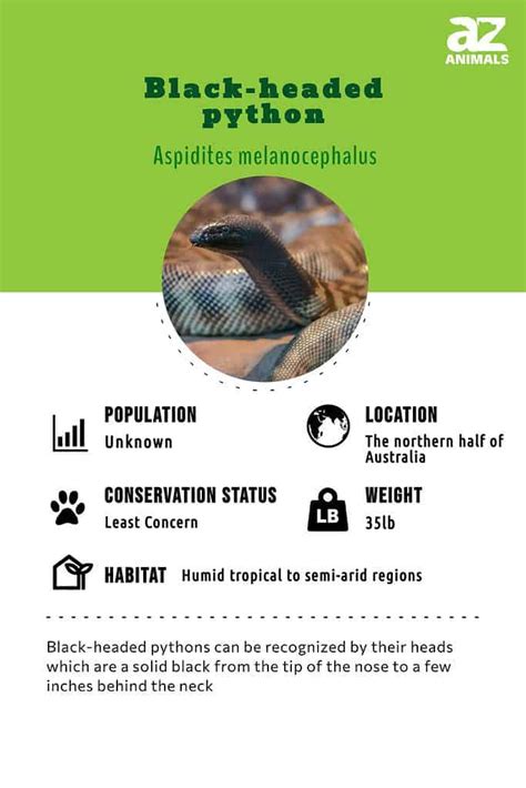 Afbeeldingsresultaten voor Bkack Headed Python