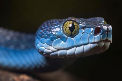 Image result for Stylized Snake Face