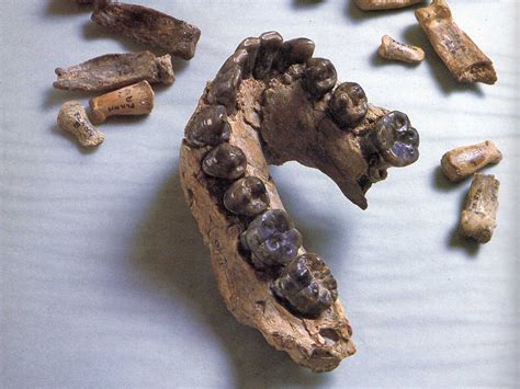 Toradh íomhá ar First Human Evolution in Fossils