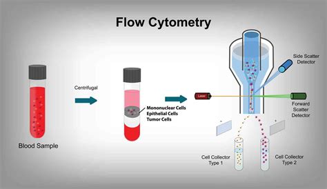 Flow Cytometry Sample Acquisition に対する画像結果