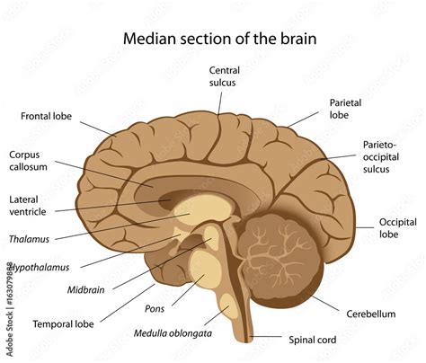 Toradh íomhá ar Brain Structure Labeled