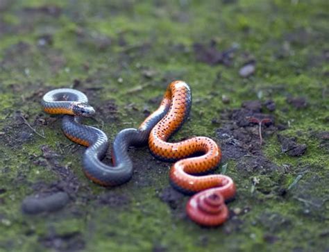 Image result for Ringneck Python