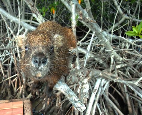 Image result for Raccoon Scats Identification Chart