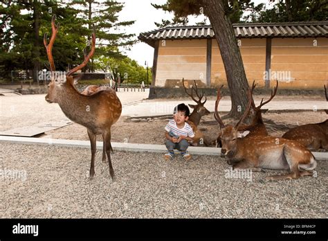 Image result for Nara Japan Deer Map