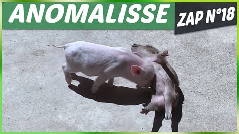 Zap Des Animaux に対する画像結果