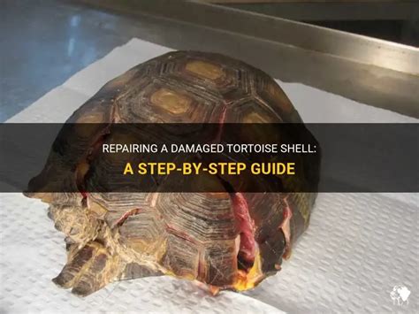 Image result for Turtle Shell Repair