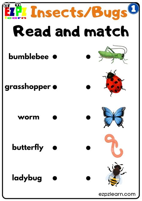 Toradh íomhá ar Insect Matching Worksheet