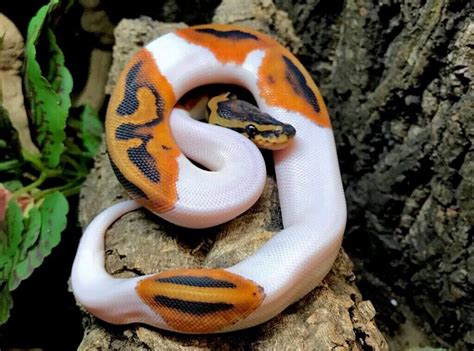 Image result for Bell Ball Python