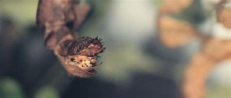 Image result for Flapper Tak