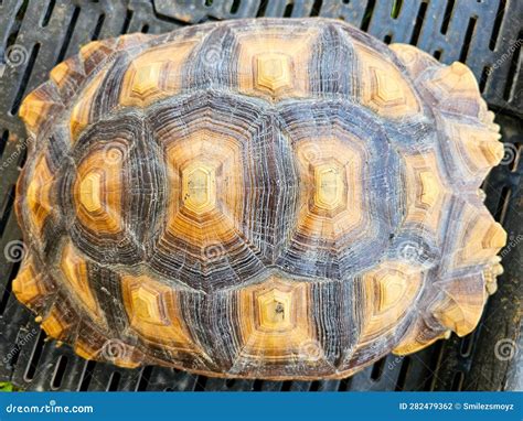 Image result for Turtle Shell Close Up