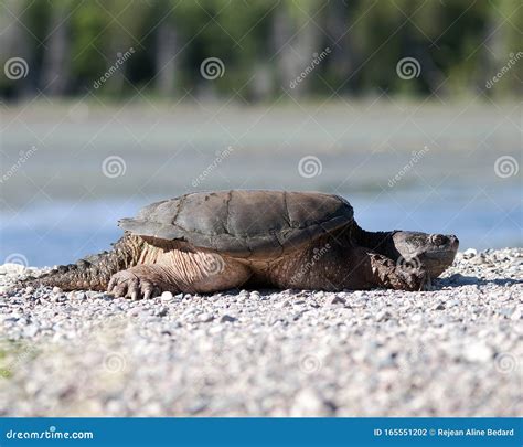 Image result for Snapping Turtle Side Profile