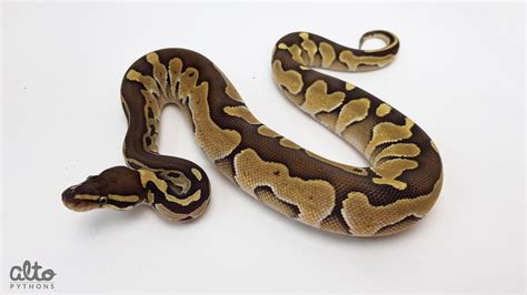 Image result for Lesser Ball Python Blue Eyes