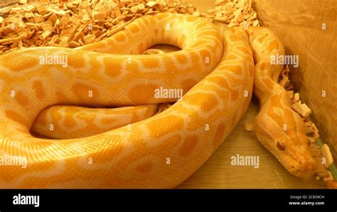 Image result for Yellow Head Python