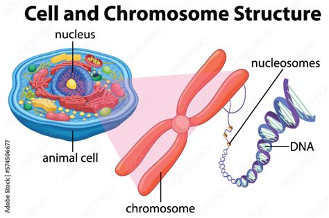 Cell Structure of Animal Cell 的图像结果