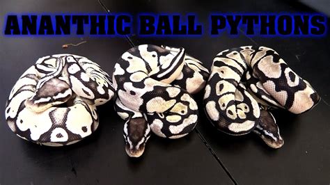 Axanthic Pastel Ball Python に対する画像結果