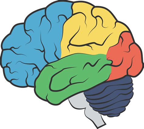 Brain Vector Drawing PNG に対する画像結果