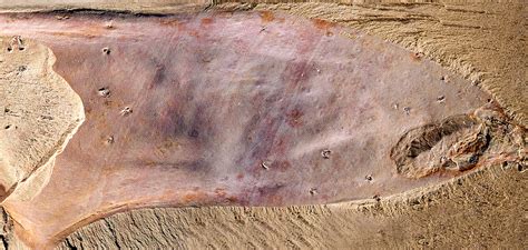 Toradh íomhá ar cambrian explosion fossils