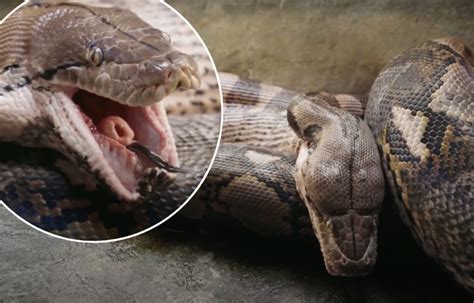 23 FT Python に対する画像結果