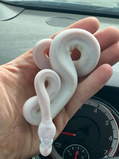 Image result for White Diamond Python