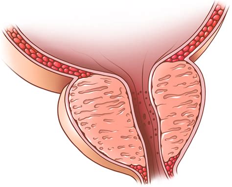 Toradh íomhá ar Lab Mouse Logo