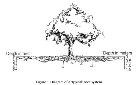 Image result for Chinese Elm Tree Root System
