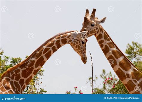 Close-up of Two Giraffes Necks and Heads Stock Photo - Image of ...