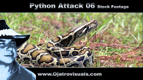Image result for Python Attack Movie