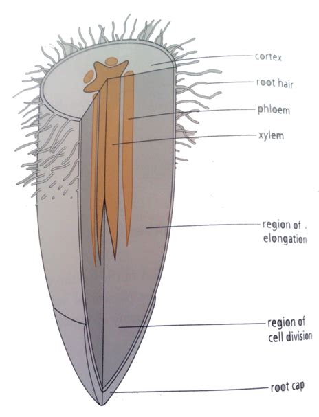 Toradh íomhá ar Labeled Root Tissue